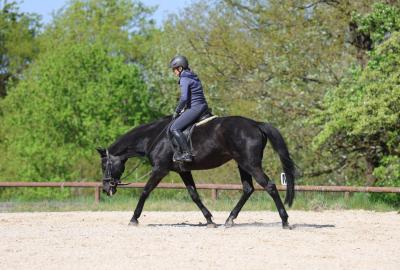 Zügel aus der Hand kauen lassen